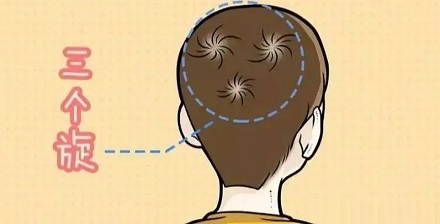 发旋的数量和方向,到底是由什么决定的?