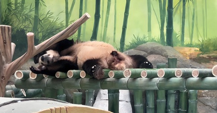 为什么大熊猫每天一半时间在吃，另一半在睡？