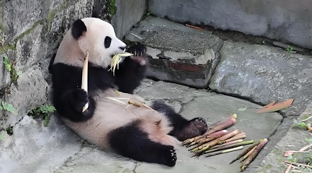 为什么大熊猫每天一半时间在吃，另一半在睡？