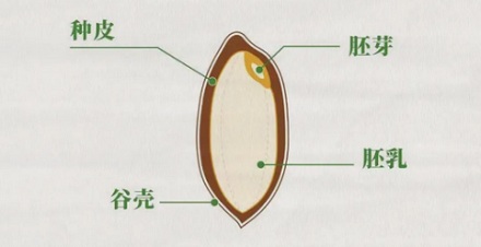 买到的大米为什么总是缺一角？