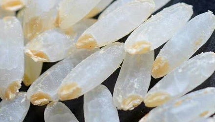 买到的大米为什么总是缺一角？