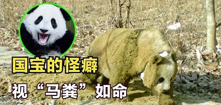 为什么秦岭的大熊猫冬天一看见马粪就兴奋？