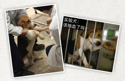 为什么有的药品说明书里会出现比格犬？