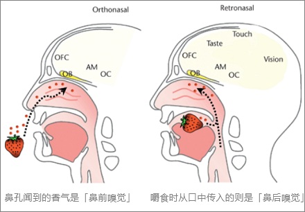 捏住鼻子只能尝到几种味道？